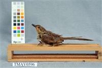 藏品(斑紋鷦鶯)的圖片